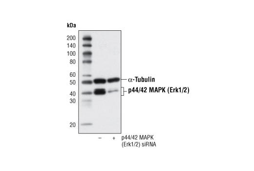 Western Blotting Image 2: p44/42 MAPK (Erk1/2) (137F5) Rabbit mAb (Biotinylated)