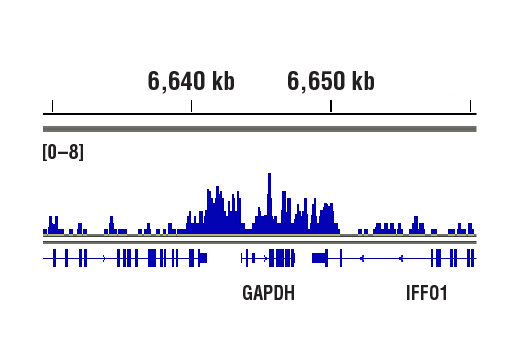 Chromatin Immunoprecipitation Image 1: Di-Methyl-Histone H3 (Lys4) (C64G9) Rabbit Monoclonal Antibody
