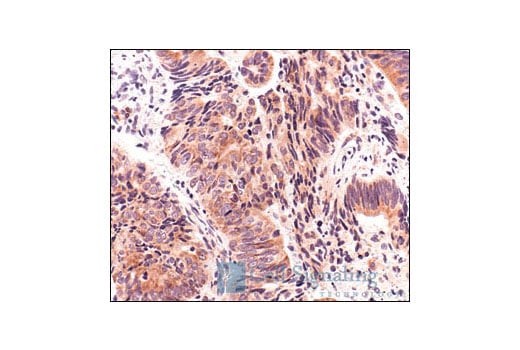 Immunohistochemistry Image 3: S6 Ribosomal Protein (5G10) Rabbit Monoclonal Antibody