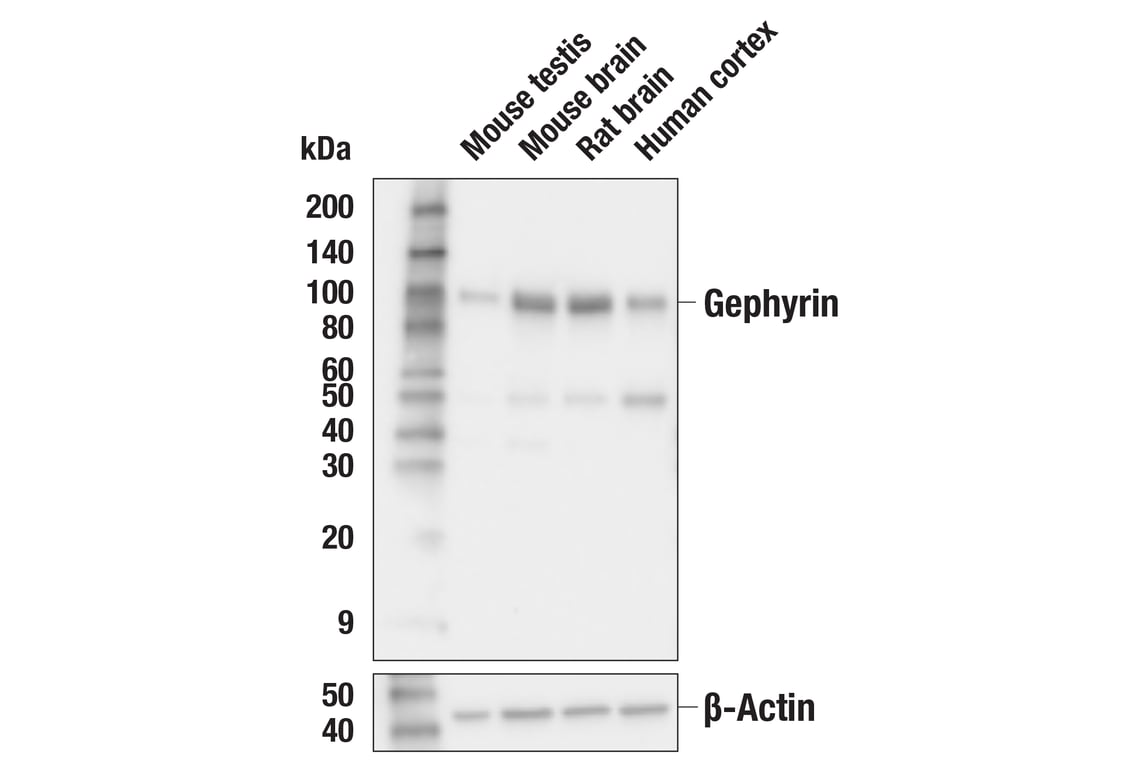 Western Blotting Image 2: Gephyrin (E8T6V) Rabbit Monoclonal Antibody