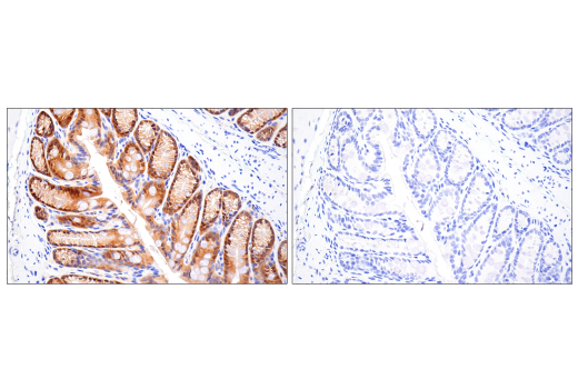 undefined Image 35: Microglia Interferon-Related Module Antibody Sampler Kit