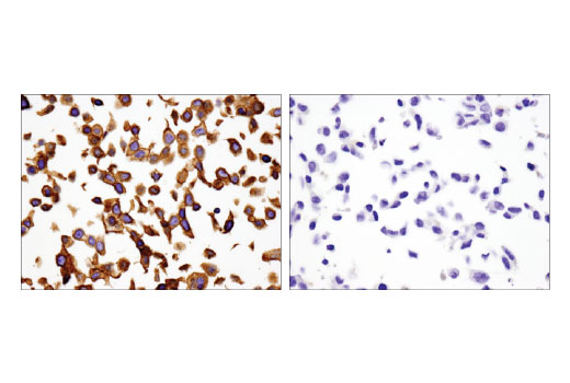 undefined Image 15: Integrin Antibody Sampler Kit
