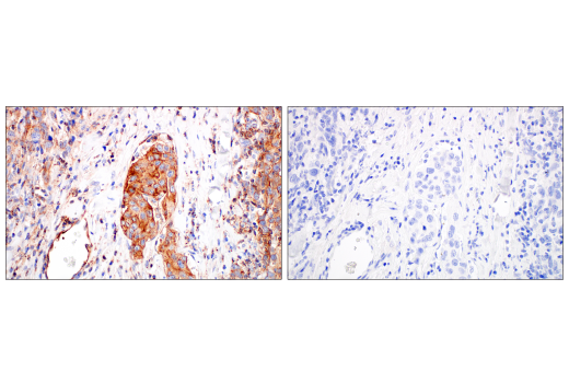 Immunohistochemistry Image 2: Phospho-Tyrosine (4G10) Mouse Monoclonal Antibody