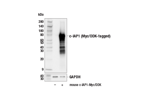 Western Blotting Image 2: c-IAP1 (E6R2S) Rabbit Monoclonal Antibody