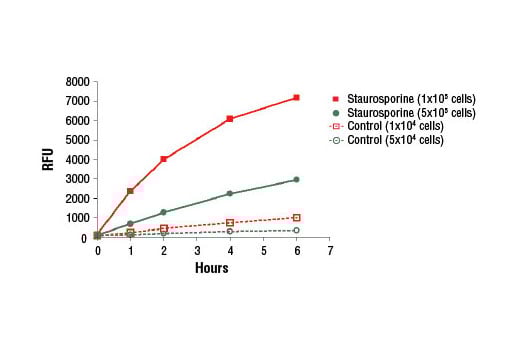 undefined Image 2: Caspase-3 Activity Assay Kit