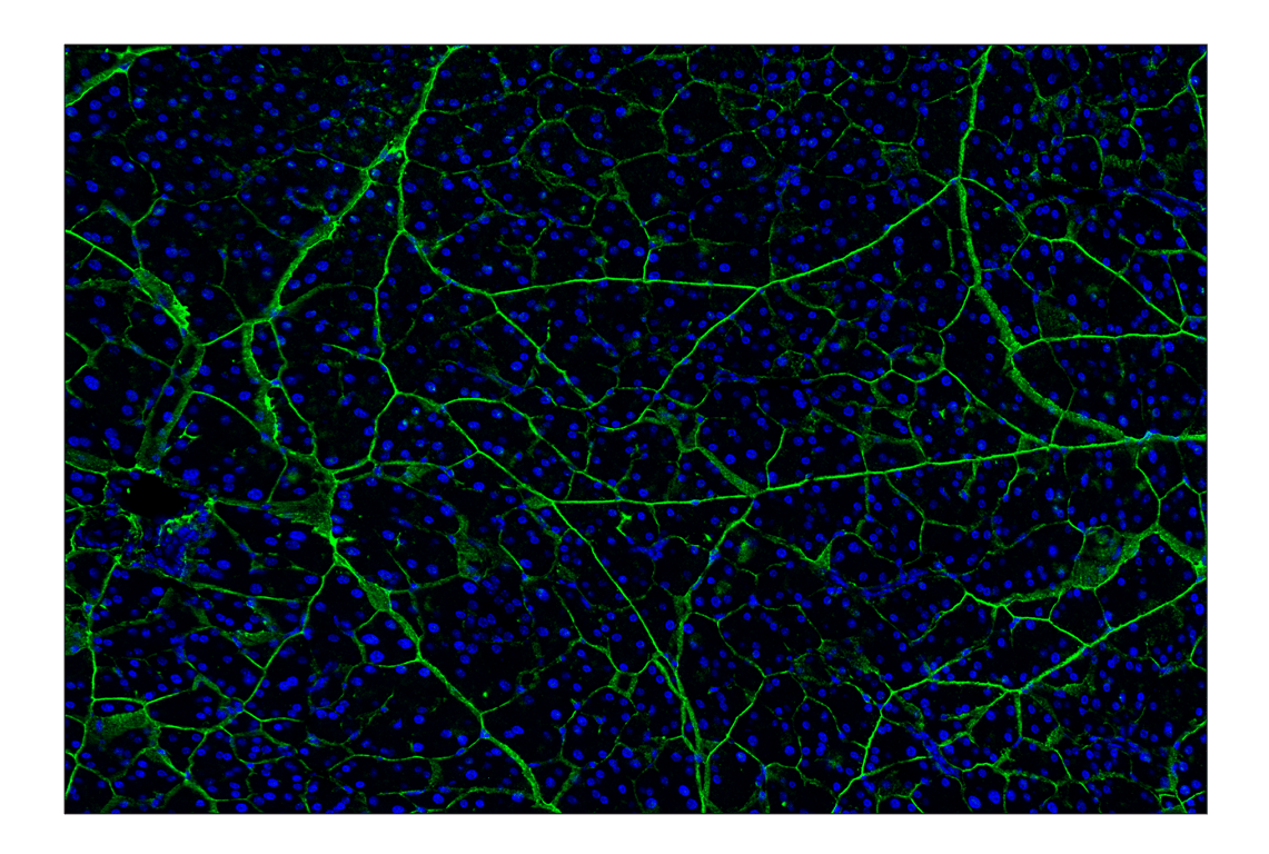 Immunohistochemistry Image 9: Hyaluronan Complete Tissue Staining Kit (Alexa Fluor<sup>®</sup> 488)