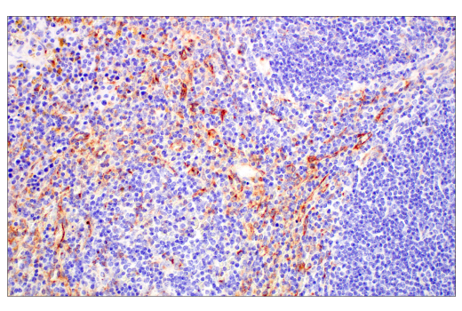Immunohistochemistry Image 4: FcRn (E4D5I) Rabbit Monoclonal Antibody
