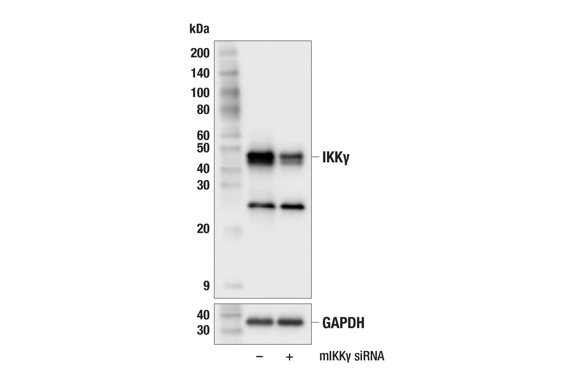 Western Blotting Image 2: IKK gamma (F8I8M) Rabbit Monoclonal Antibody