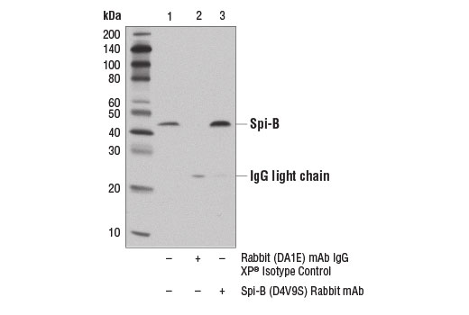 Immunoprecipitation Image 1: Spi-B (D4V9S) Rabbit Monoclonal Antibody