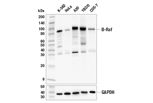 Western Blotting Image 2: B-Raf (E3T5C) Mouse Monoclonal Antibody (BSA and Azide Free)
