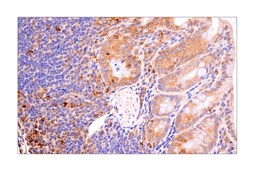 Immunohistochemistry Image 8: Tapasin (E6P2Z) Rabbit Monoclonal Antibody (BSA and Azide Free)