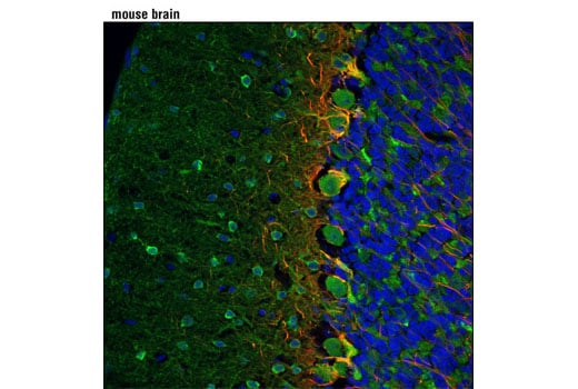 Immunofluorescence Image 1: NDRG4 (D4A6) Rabbit Monoclonal Antibody (BSA and Azide Free)