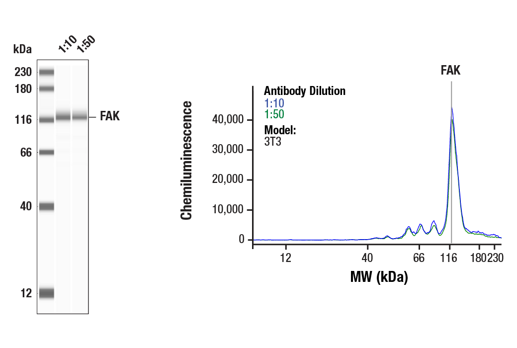 Western Blotting Image 1: FAK (D2R2E) Rabbit Monoclonal Antibody