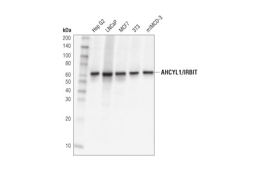 Western Blotting Image 1: AHCYL1/IRBIT (D3A5G) Rabbit mAb