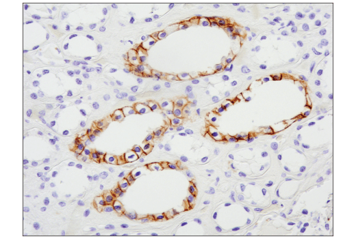 Immunohistochemistry Image 5: NCAM-L1 (D5D3K) Rabbit Monoclonal Antibody