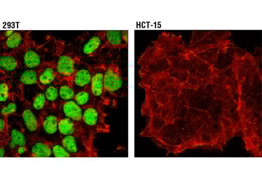 Immunofluorescence Image 1: MSH6 (3E1) Mouse Monoclonal Antibody