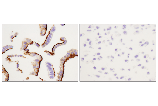 Immunohistochemistry Image 5: CD133 (D2V8Q) Rabbit Monoclonal Antibody (BSA and Azide Free)