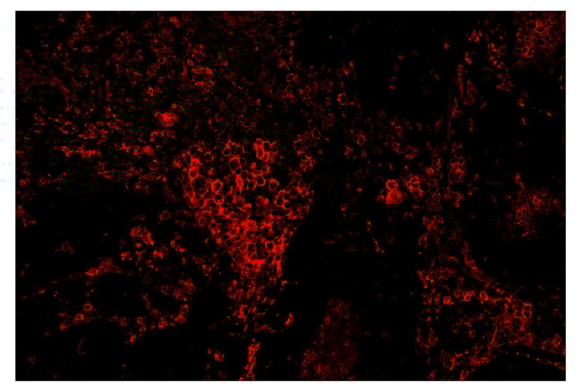 Immunohistochemistry Image 4: CD16 (D1N9L) & CO-0031-594 SignalStar<sup>™</sup> Oligo-Antibody Pair