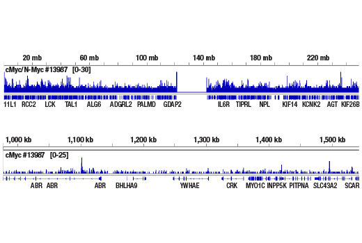 CUT & RUN Image 2: c-Myc/N-Myc (D3N8F) Rabbit Monoclonal Antibody