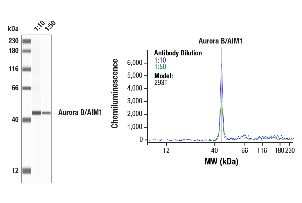 Western Blotting Image 1: Aurora B/AIM1 (E3R8N) Rabbit Monoclonal Antibody
