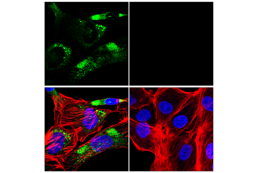 Immunofluorescence Image 1: COL3A1 (E8D7R) Rabbit Monoclonal Antibody (BSA and Azide Free)