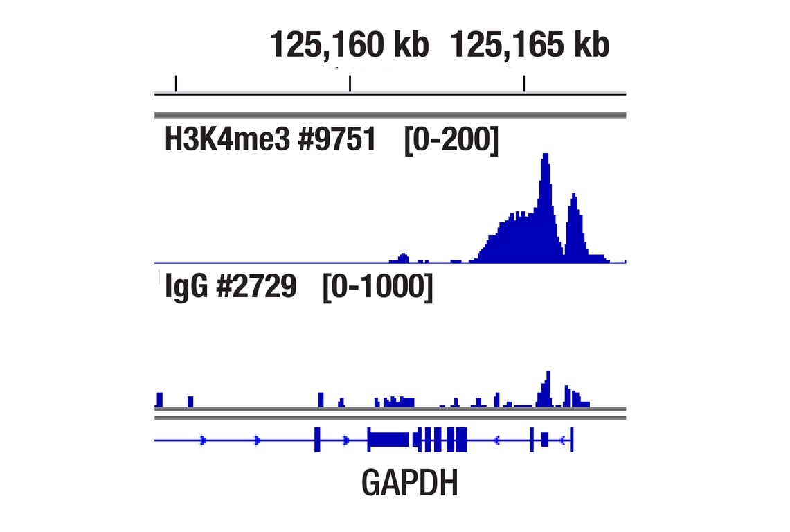 CUT & Tag Image 1: Normal Rabbit IgG