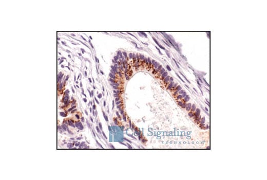 Immunohistochemistry Image 2: Smac/Diablo (79-1-83) Mouse Monoclonal Antibody