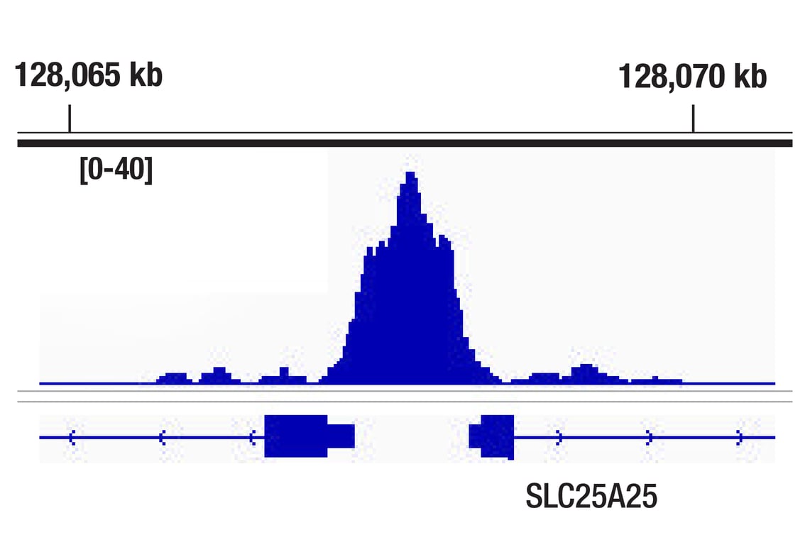 CUT & RUN Image 1: CDK9 (C12F7) Rabbit Monoclonal Antibody