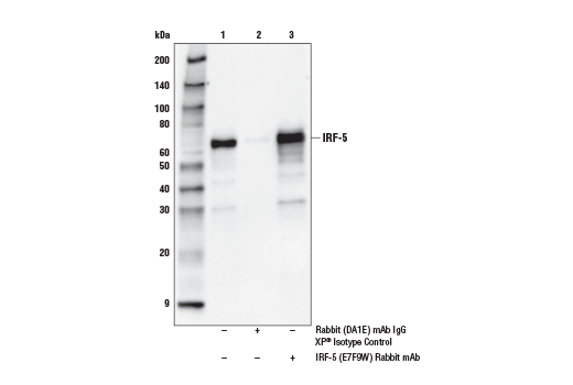 Immunoprecipitation Image 1: IRF-5 (E7F9W) Rabbit Monoclonal Antibody