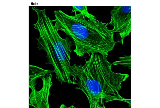 Immunofluorescence Image 1: Pan-Actin (D18C11) Rabbit Monoclonal Antibody