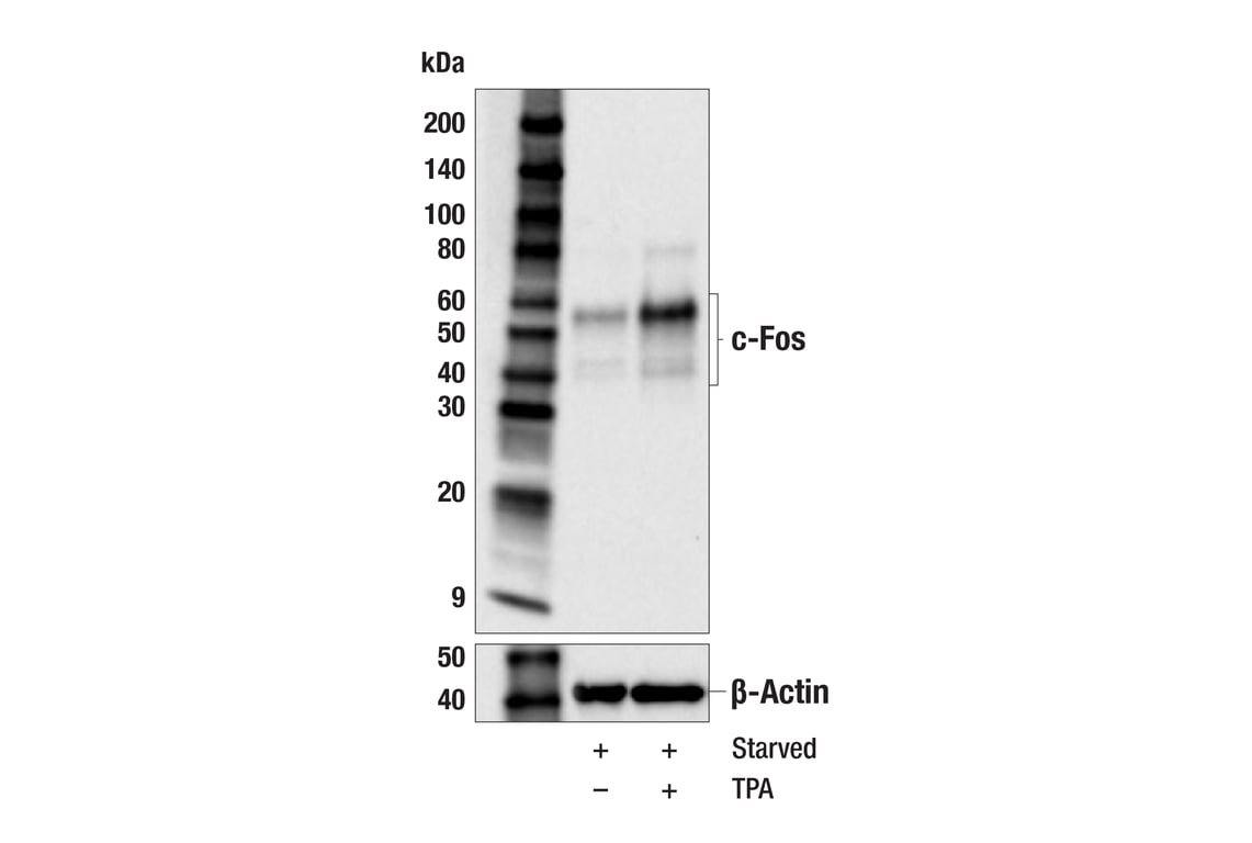 Western Blotting Image 2: c-Fos (E2I7R) Rabbit Monoclonal Antibody (BSA and Azide Free)