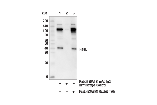 Immunoprecipitation Image 1: FasL (E3A7M) Rabbit Monoclonal Antibody