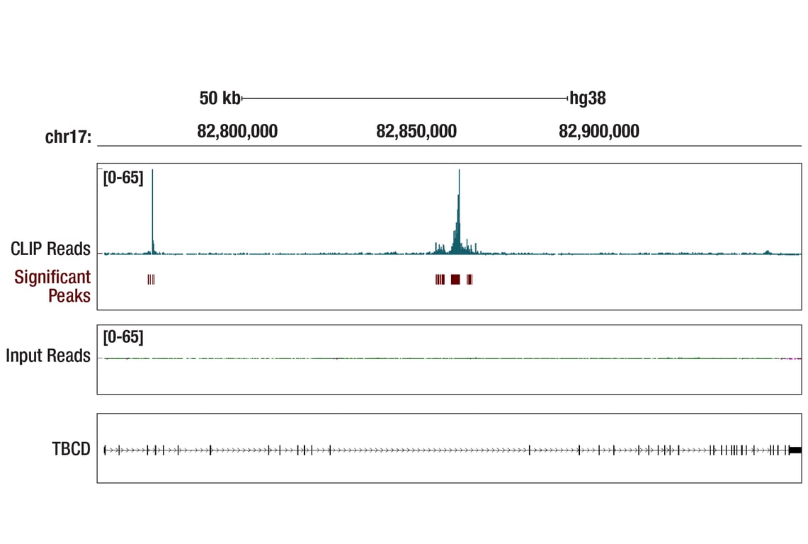 eCLIP Image 1: BRD4 (E2A7X) Rabbit Monoclonal Antibody