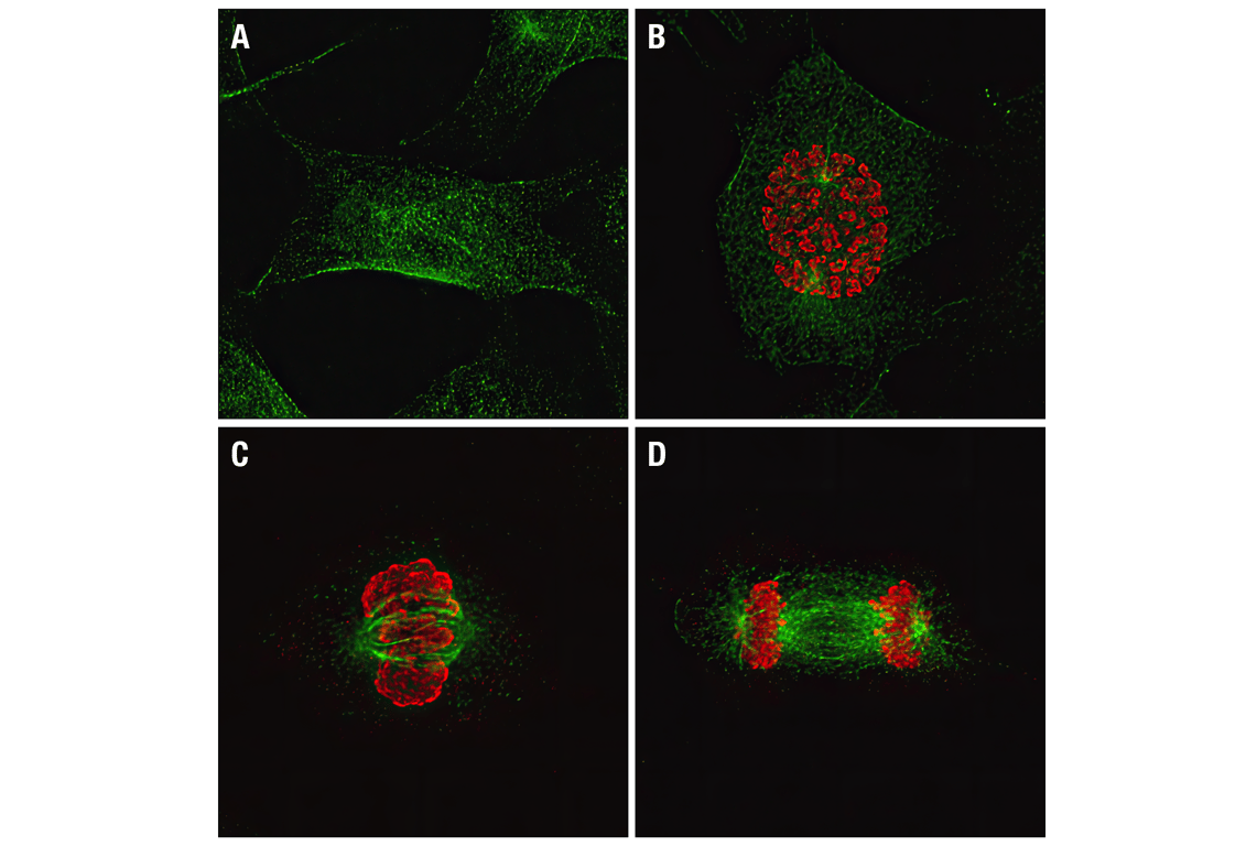 Immunofluorescence Image 1: Phospho-Histone H3 (Ser10) (6G3) Mouse Monoclonal Antibody