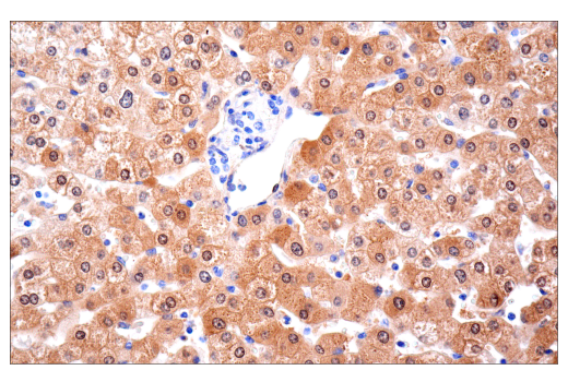 【再出品】melanin CD22 (E7L6Z) XP® Rabbit mAb | Cell Signaling Technology
