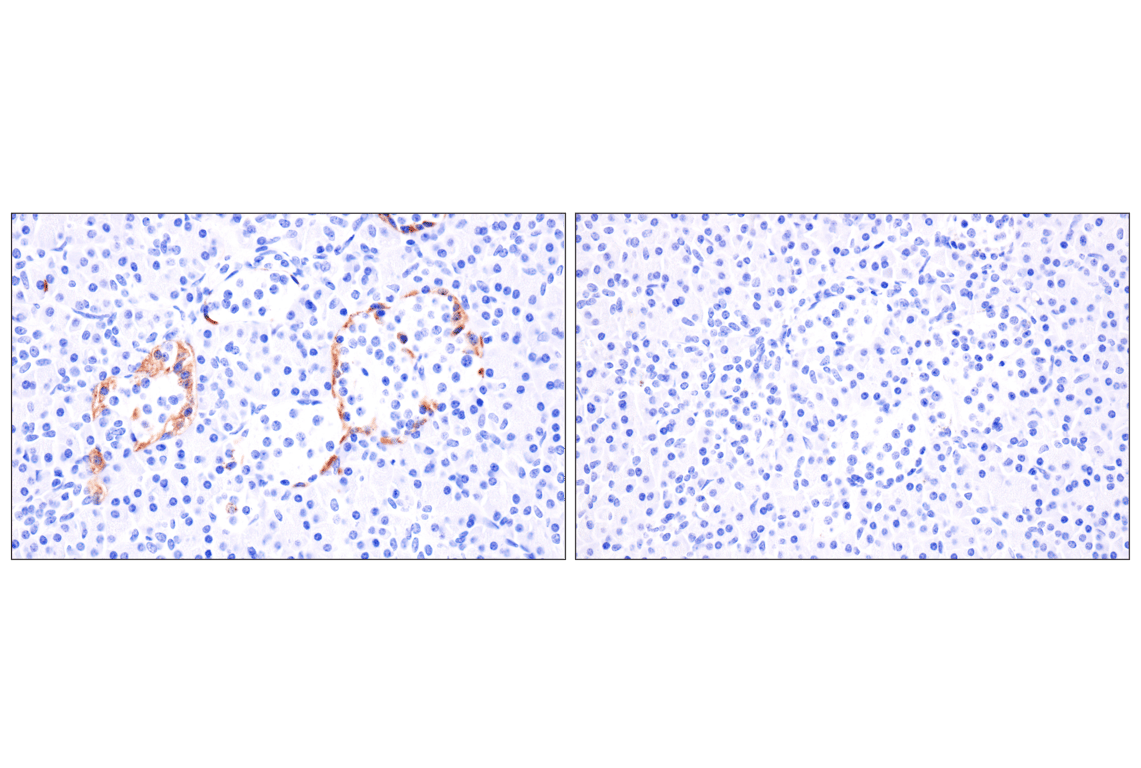 Immunohistochemistry Image 5: Pancreatic polypeptide (F8J4Y) Rabbit Monoclonal Antibody