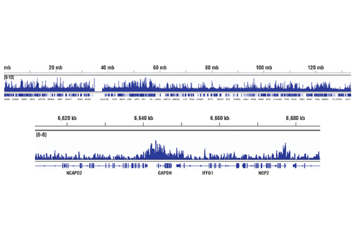 Chromatin Immunoprecipitation Image 2: Acetyl-Histone H3 (Lys9) (C5B11) Rabbit Monoclonal Antibody