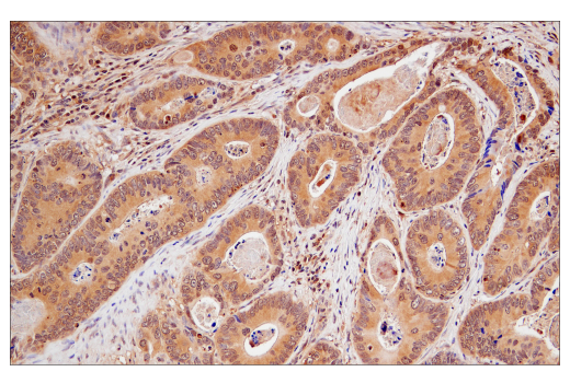 Immunohistochemistry Image 1: Ubiquitin (P37) Antibody