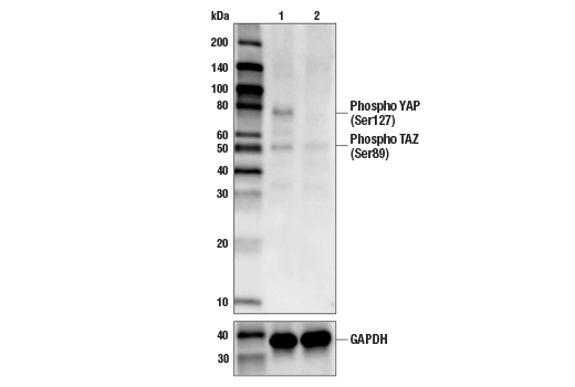 Western Blotting Image 3: Phospho-YAP (Ser127) (D9W2I) Rabbit Monoclonal Antibody (Biotinylated)