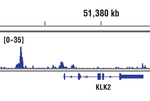 Chromatin Immunoprecipitation Image 1: Androgen Receptor (D6F11) Rabbit Monoclonal Antibody