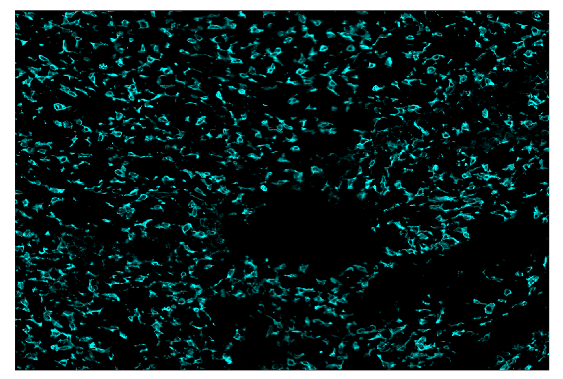 Immunohistochemistry Image 5: CD11b/ITGAM (E4K8C) & CO-0083-594 SignalStar<sup>™</sup> Oligo-Antibody Pair