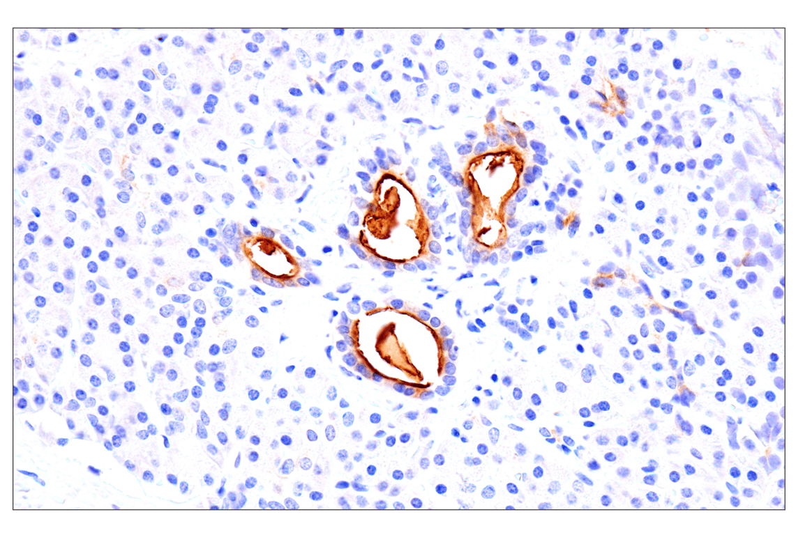 Immunohistochemistry Image 10: CEACAM7 (E5Q6X) Rabbit Monoclonal Antibody