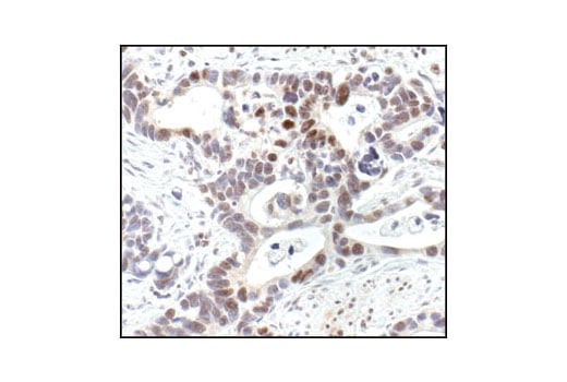 Immunohistochemistry Image 1: Acetylated-Lysine Antibody