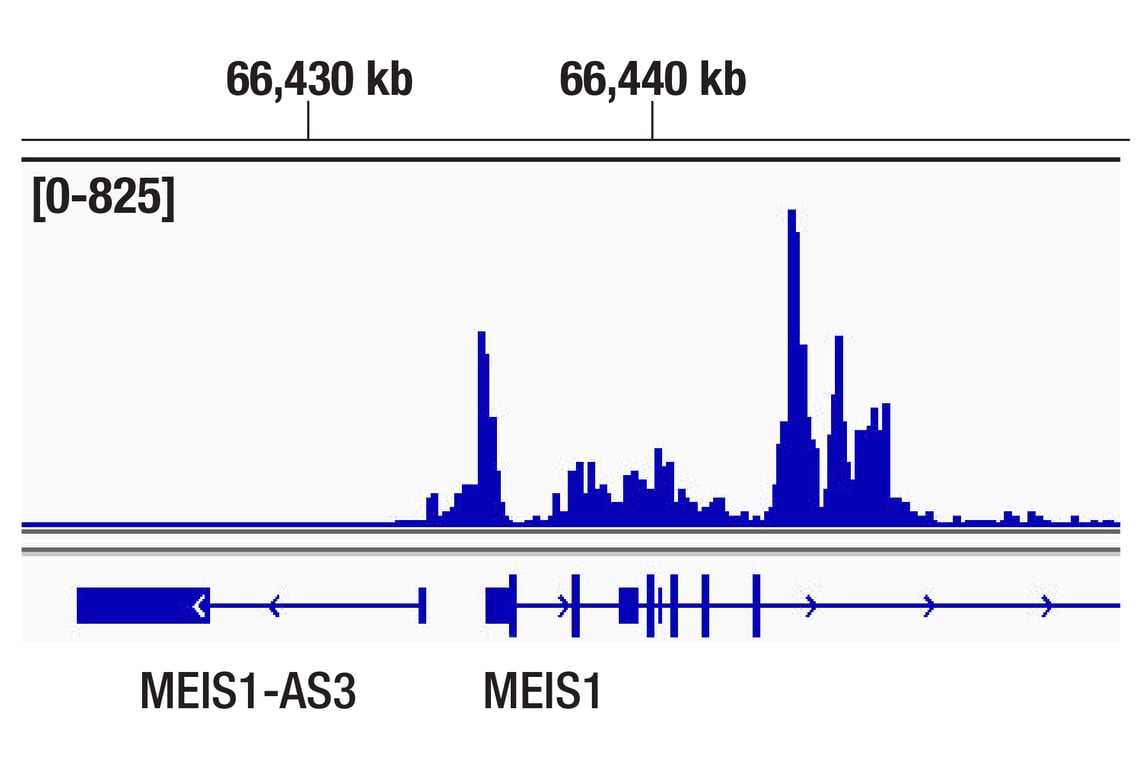 CUT & Tag Image 1: MLLT1/ENL (D9M4B) Rabbit Monoclonal Antibody