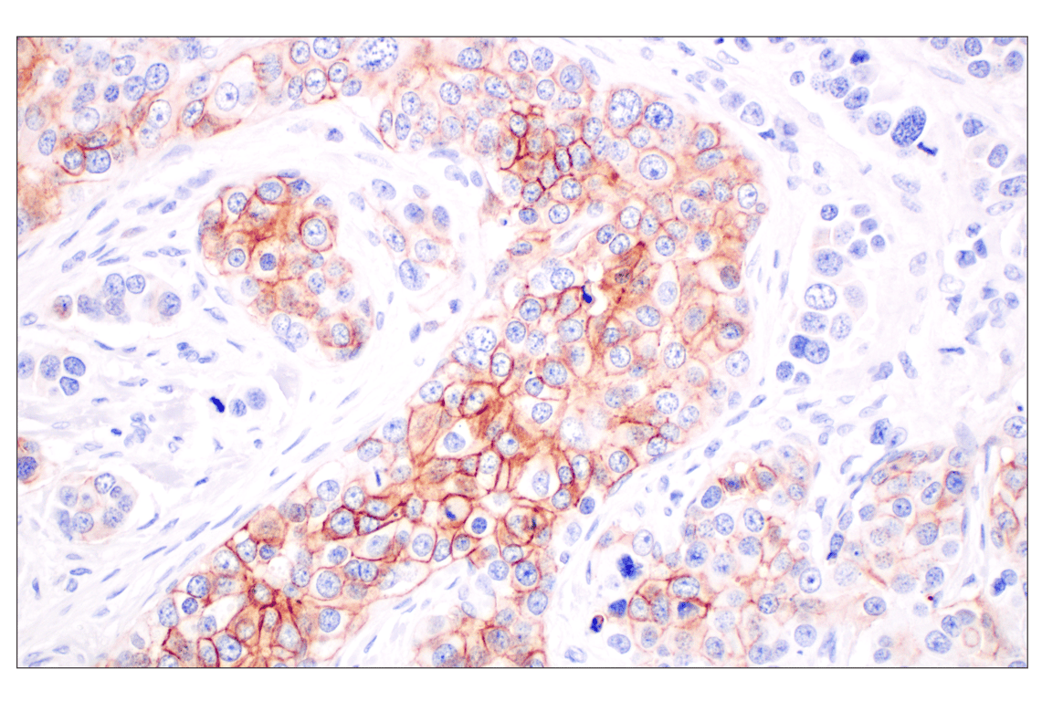 Immunohistochemistry Image 1: GFR alpha1 (F7R3F) Rabbit Monoclonal Antibody