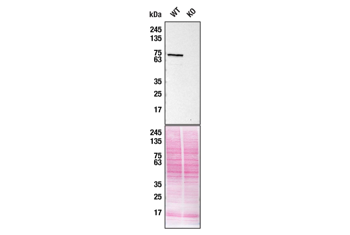 Western Blotting Image 2: TAF15 (D8V6Q) Rabbit Monoclonal Antibody