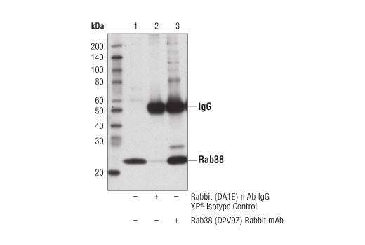 Immunoprecipitation Image 1: Rab38 (D2V9Z) Rabbit Monoclonal Antibody