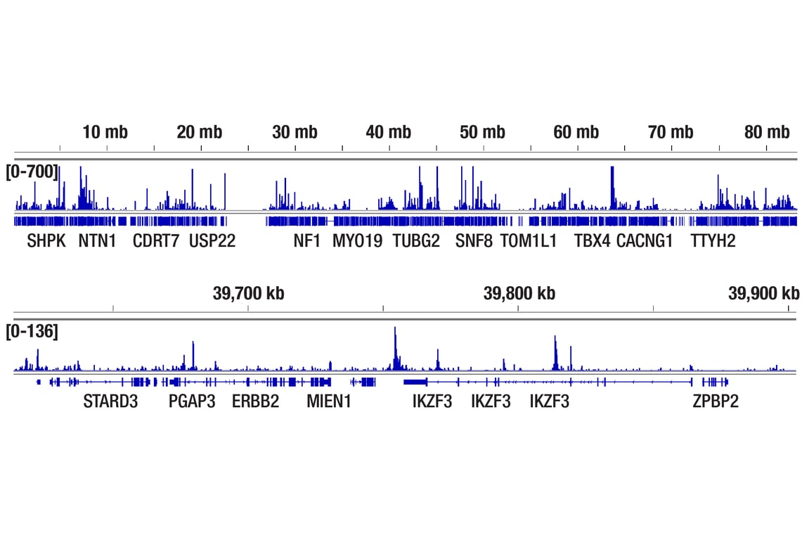CUT & Tag Image 2: Ikaros (D10E5) Rabbit Monoclonal Antibody