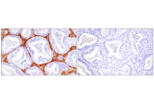 Immunohistochemistry Image 9: DPEP-1/MDP (E4O6J) Rabbit Monoclonal Antibody (BSA and Azide Free)