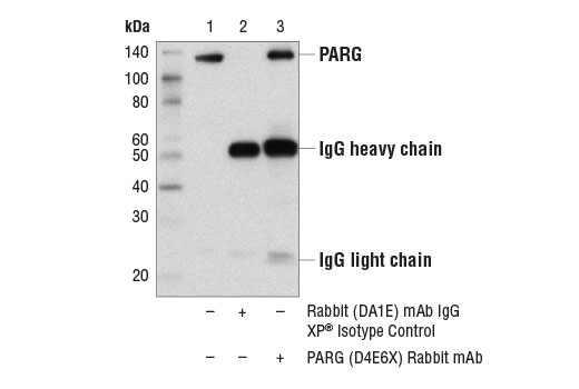 Immunoprecipitation Image 1: PARG (D4E6X) Rabbit Monoclonal Antibody